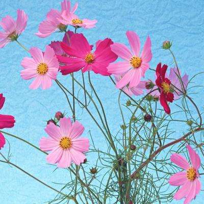 星空体育2024下载下载手机版